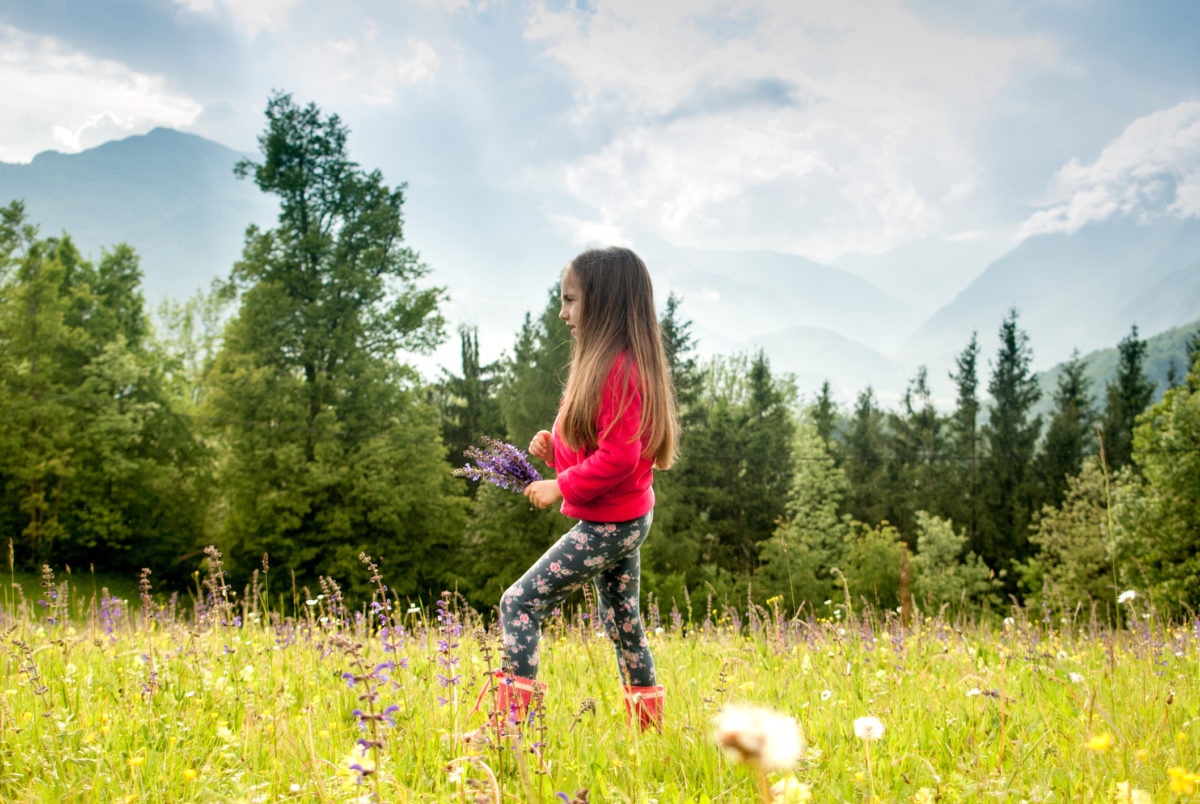 Little girl is walking along a blooming purple field  with a small bouquet
