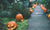 Halloween pumpkin on the road