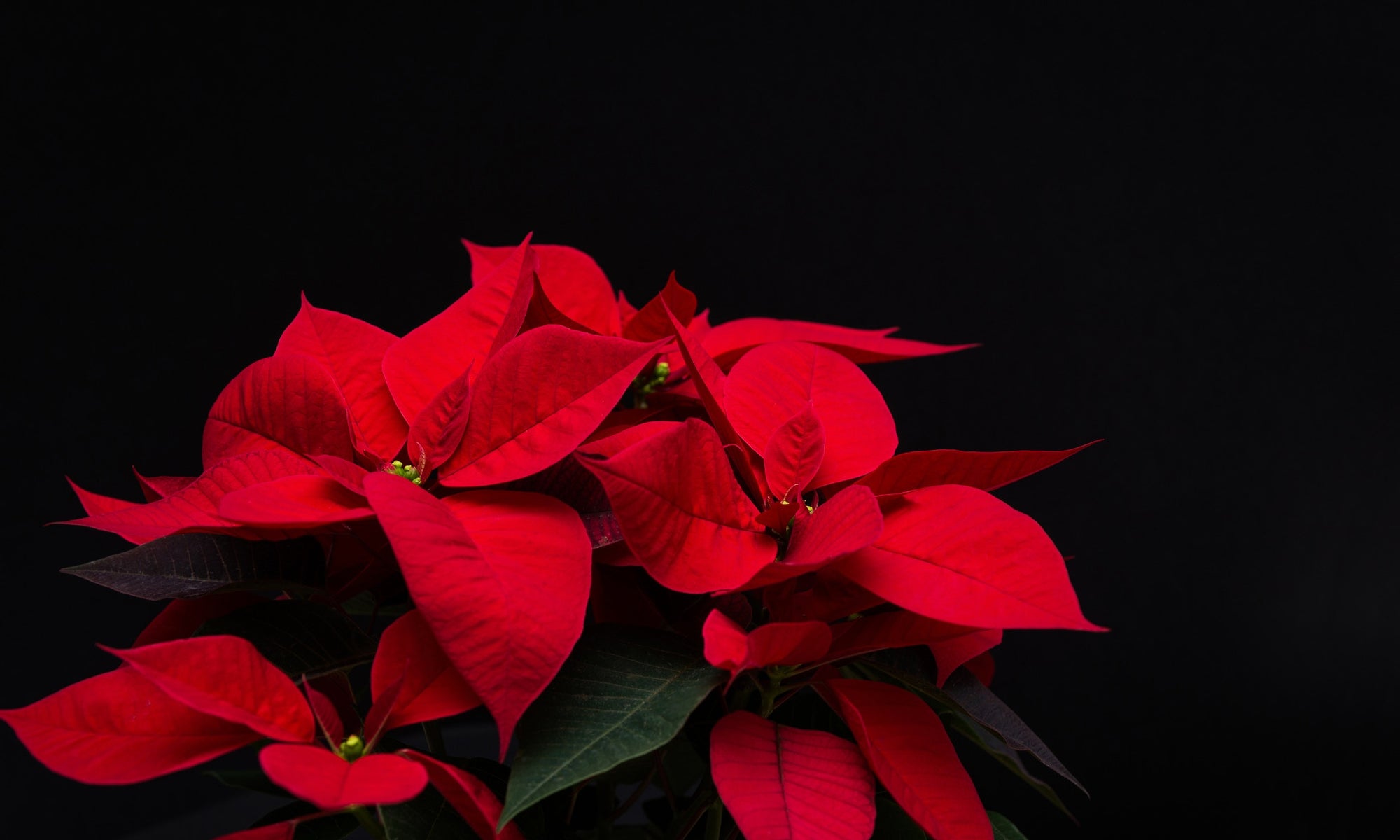 red colored flowers