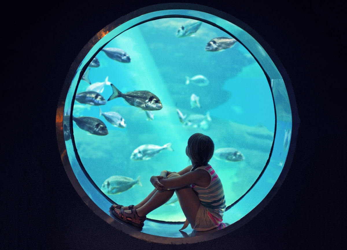 A girl is watching aquarium