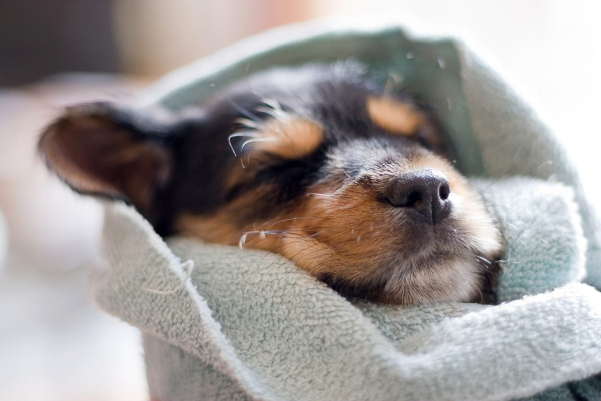 dog wrapped in a towel