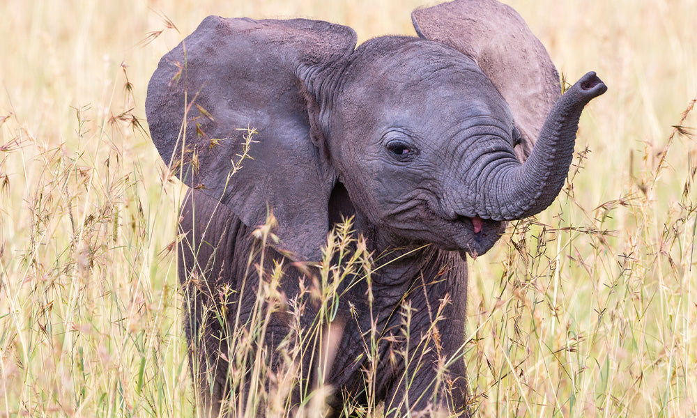 baby elephant